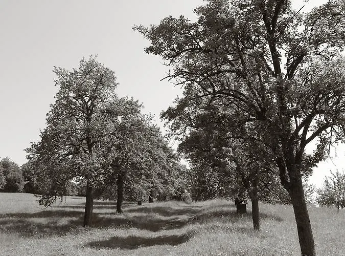 Seegasthof Franz Bolz Gbr Otel *